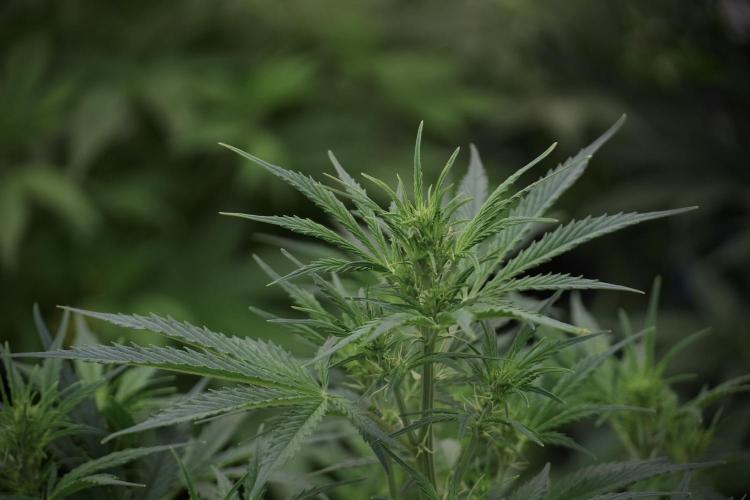 Cosmic Noodles a Zamnesia Dish. Week 7 - Room and Vibes