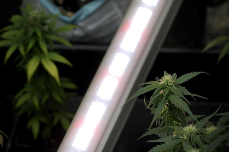 Cosmic Noodles a Zamnesia Dish. Week 7 - Room and Vibes