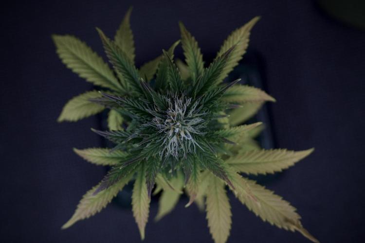 Cosmic Noodles a Zamnesia Dish. Week 7 - Room and Vibes