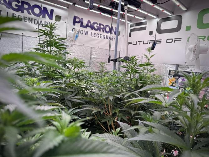 Cosmic Noodles a Zamnesia Dish. Week 7 - Room and Vibes