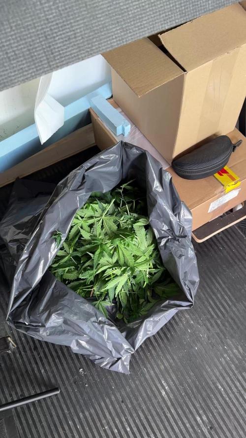 Amnesia Skunk The Zamnesia Way