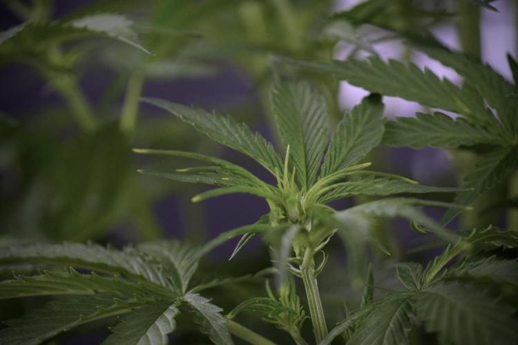 Amnesia Skunk The Zamnesia Way. Week 7 - Amnesia Skunk Defoliation Day