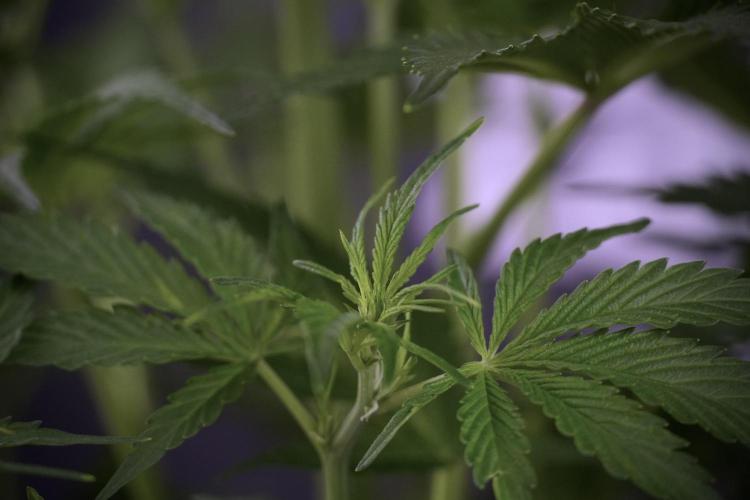 Amnesia Skunk The Zamnesia Way. Week 7 - Amnesia Skunk Defoliation Day