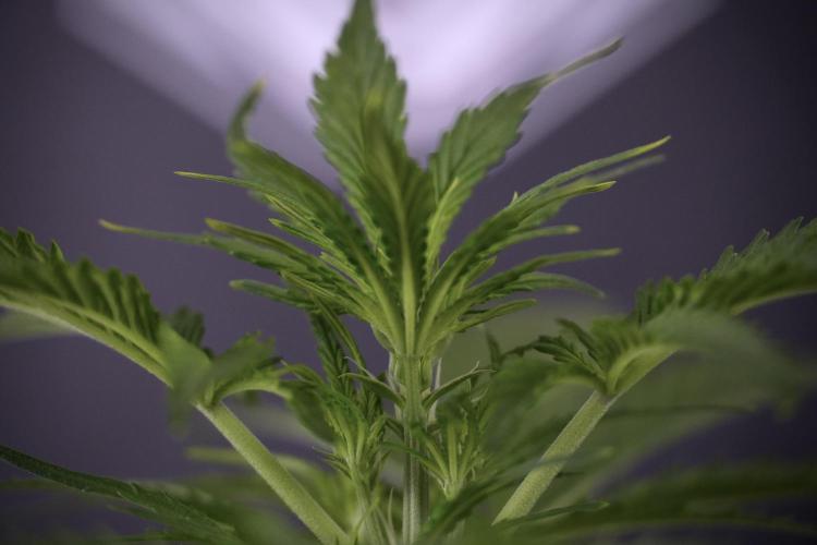 Amnesia Skunk The Zamnesia Way. Week 7 - Amnesia Skunk Defoliation Day