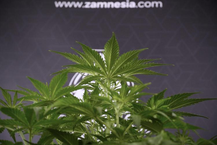 Amnesia Skunk The Zamnesia Way. Week 7 - Amnesia Skunk Defoliation Day