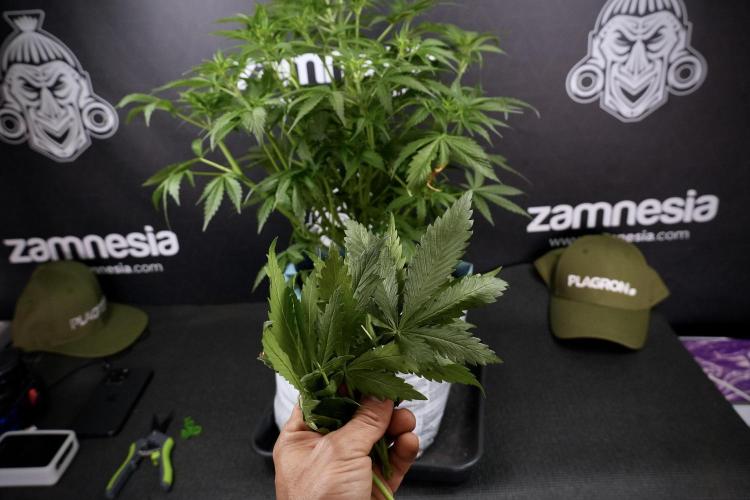 Amnesia Skunk The Zamnesia Way. Week 7 - Amnesia Skunk Defoliation Day