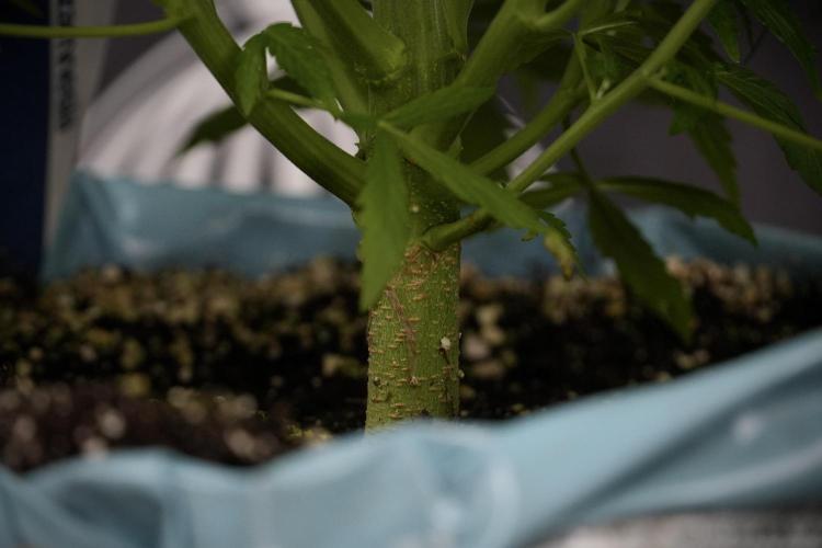 Amnesia Skunk The Zamnesia Way. Week 7 - Amnesia Skunk Defoliation Day