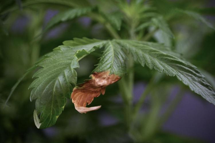 Amnesia Skunk The Zamnesia Way. Week 7 - Minor burn from under canopy LED