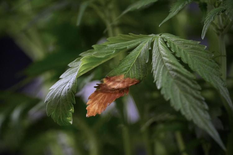 Amnesia Skunk The Zamnesia Way. Week 7 - Minor burn from under canopy LED