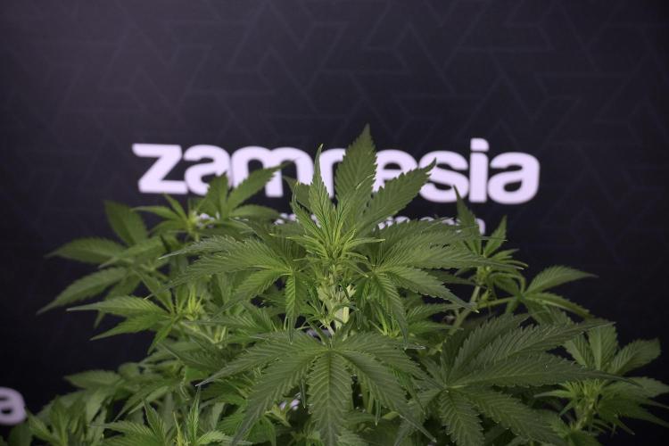 Amnesia Skunk The Zamnesia Way. Week 7 - Amnesia Skunk Defoliation Day