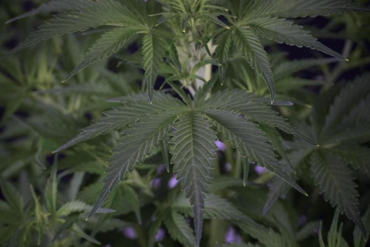 Amnesia Skunk The Zamnesia Way. Week 7 - Amnesia Skunk Defoliation Day