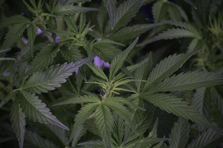 Amnesia Skunk The Zamnesia Way. Week 7 - Amnesia Skunk Defoliation Day