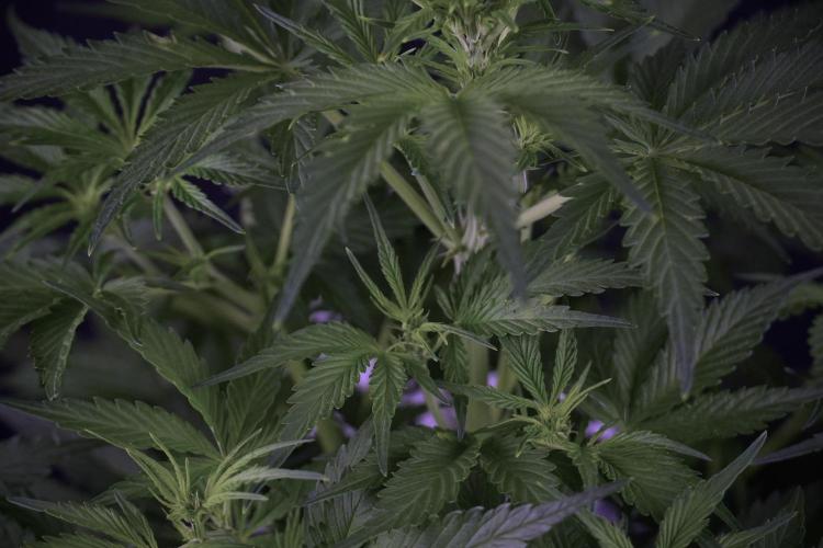 Amnesia Skunk The Zamnesia Way. Week 7 - Amnesia Skunk Defoliation Day