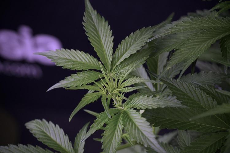 Amnesia Skunk The Zamnesia Way. Week 7 - Amnesia Skunk Defoliation Day