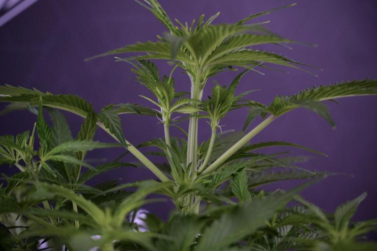 Amnesia Skunk The Zamnesia Way. Week 7 - Amnesia Skunk Defoliation Day