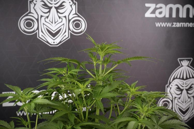 Amnesia Skunk The Zamnesia Way. Week 7 - Amnesia Skunk Defoliation Day