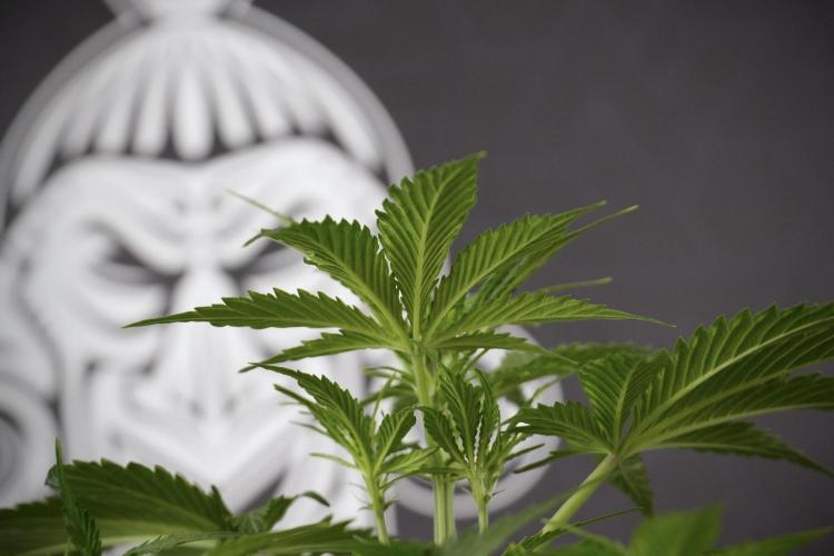 Amnesia Skunk The Zamnesia Way. Week 7 - Amnesia Skunk Defoliation Day