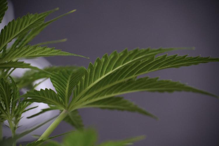 Amnesia Skunk The Zamnesia Way. Week 7 - Amnesia Skunk Defoliation Day