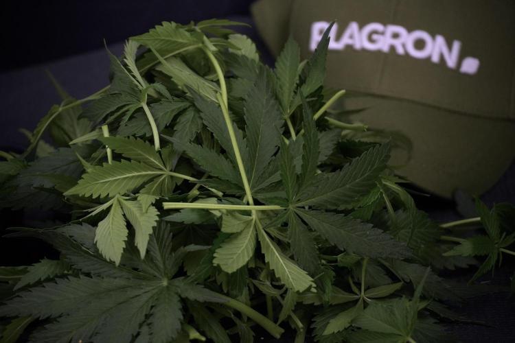 Amnesia Skunk The Zamnesia Way. Week 7 - Amnesia Skunk Defoliation Day