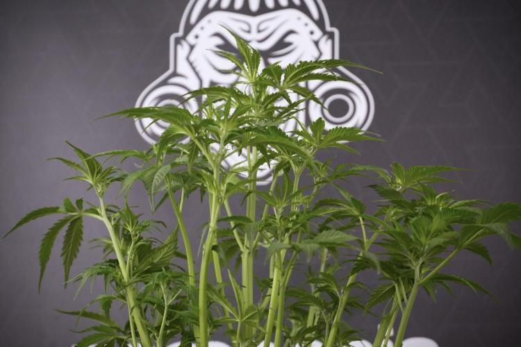 Amnesia Skunk The Zamnesia Way. Week 7 - Amnesia Skunk Defoliation Day