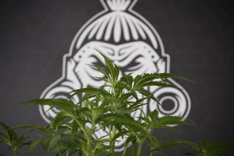 Amnesia Skunk The Zamnesia Way. Week 7 - Amnesia Skunk Defoliation Day