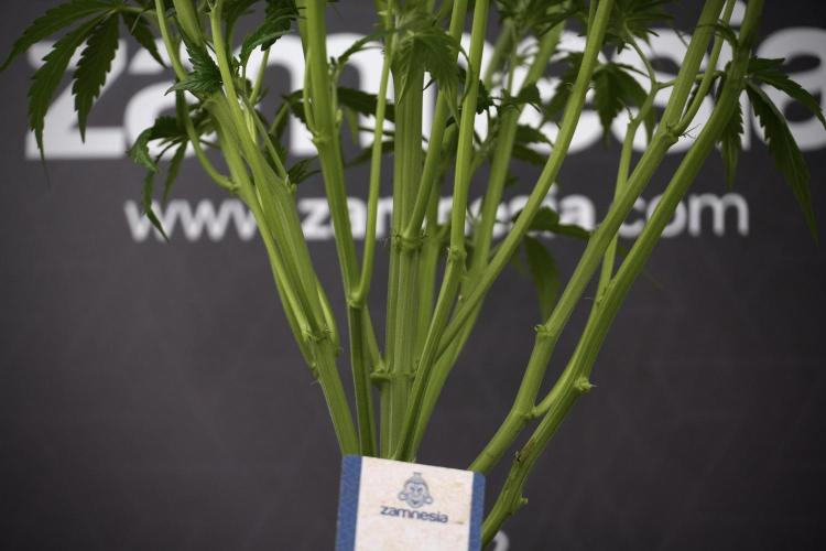 Amnesia Skunk The Zamnesia Way. Week 7 - Amnesia Skunk Defoliation Day