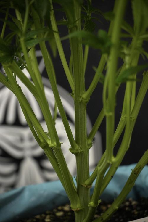 Amnesia Skunk The Zamnesia Way. Week 7 - Amnesia Skunk Defoliation Day