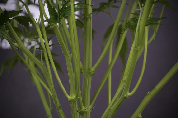 Amnesia Skunk The Zamnesia Way. Week 7 - Amnesia Skunk Defoliation Day