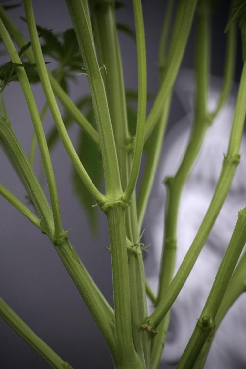Amnesia Skunk The Zamnesia Way. Week 7 - Amnesia Skunk Defoliation Day
