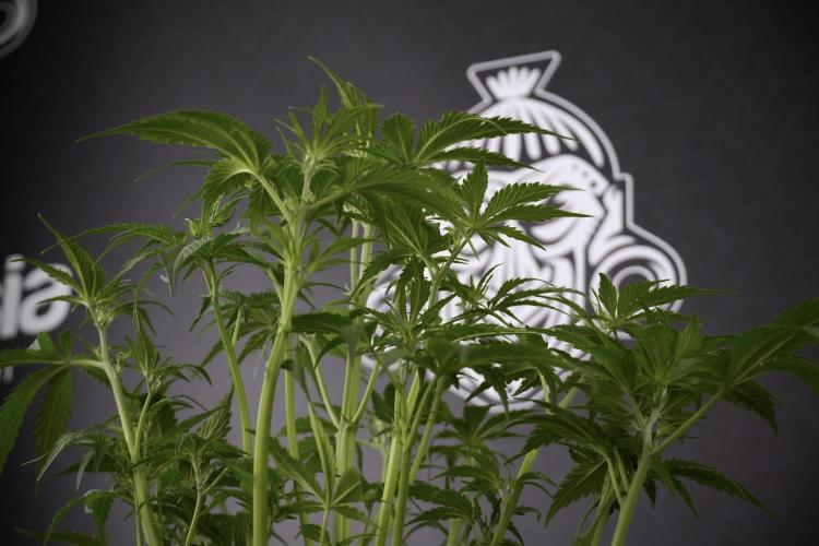 Amnesia Skunk The Zamnesia Way. Week 7 - Amnesia Skunk Defoliation Day