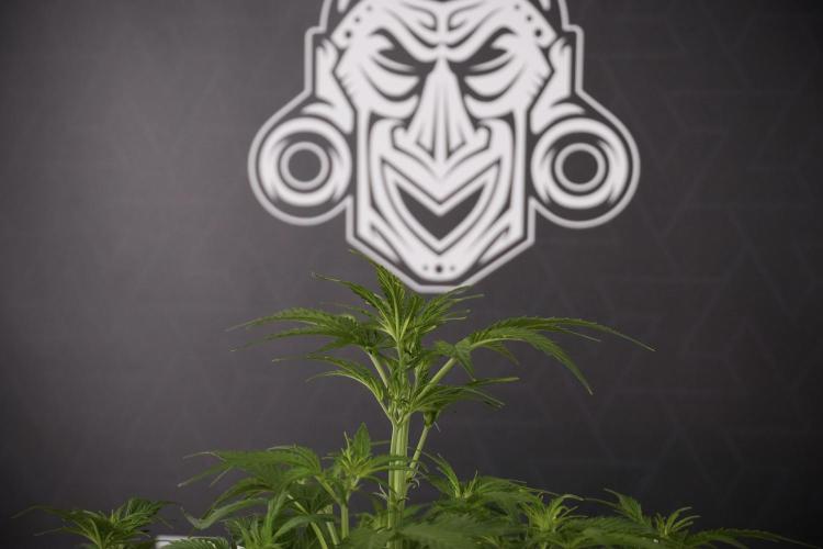 Amnesia Skunk The Zamnesia Way. Week 7 - Amnesia Skunk Defoliation Day