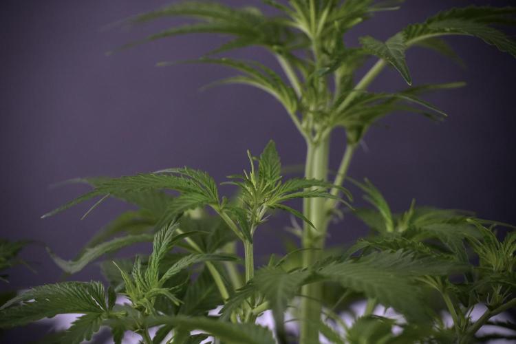 Amnesia Skunk The Zamnesia Way. Week 7 - Amnesia Skunk Defoliation Day