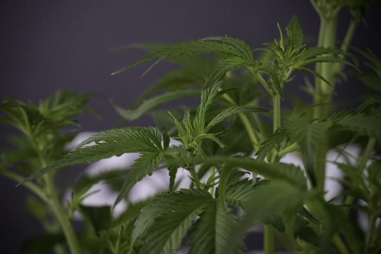 Amnesia Skunk The Zamnesia Way. Week 7 - Amnesia Skunk Defoliation Day