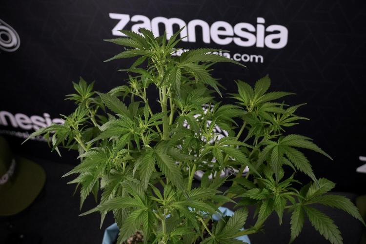 Amnesia Skunk The Zamnesia Way. Week 7 - Amnesia Skunk Defoliation Day