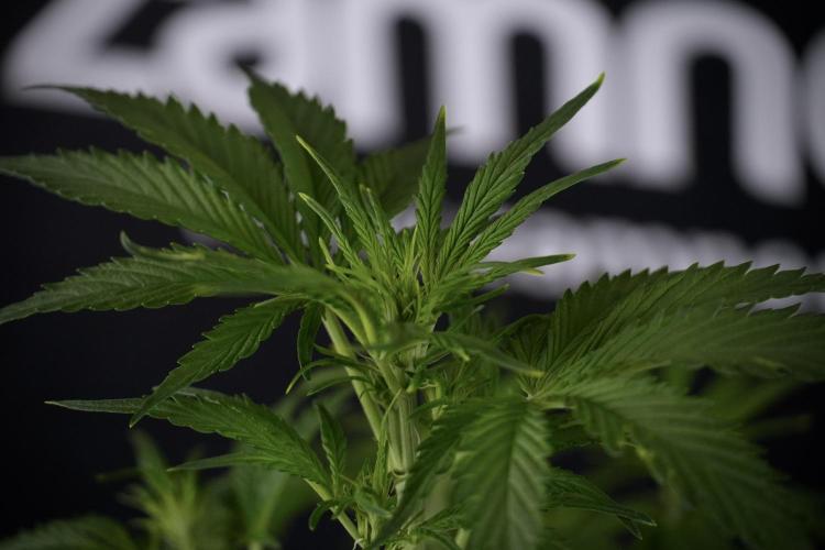 Amnesia Skunk The Zamnesia Way. Week 7 - Amnesia Skunk Defoliation Day