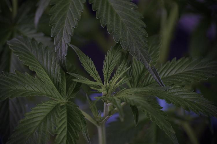 Amnesia Skunk The Zamnesia Way. Week 7 - Amnesia Skunk Defoliation Day