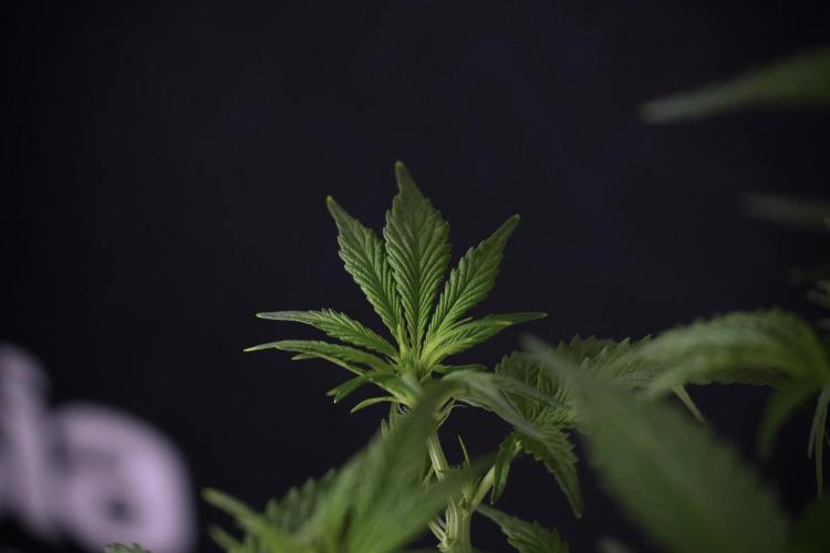 Amnesia Skunk The Zamnesia Way. Week 7 - Amnesia Skunk Defoliation Day