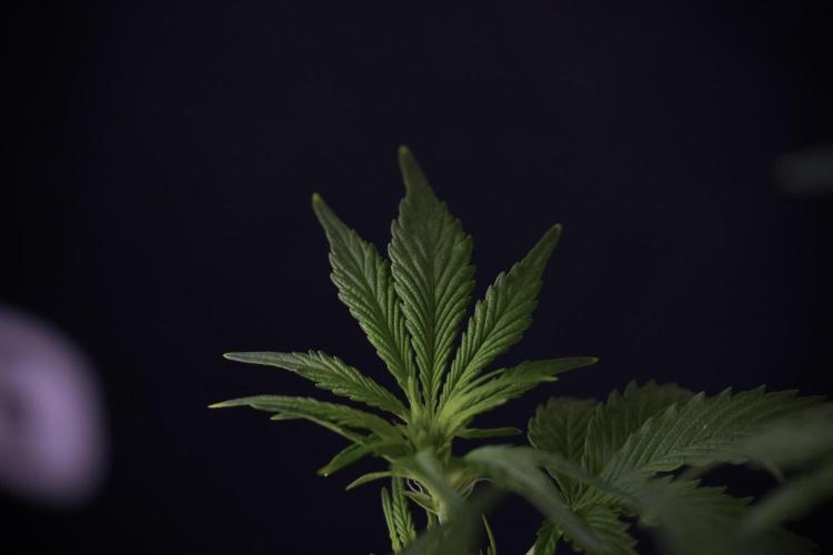 Amnesia Skunk The Zamnesia Way. Week 7 - Amnesia Skunk Defoliation Day