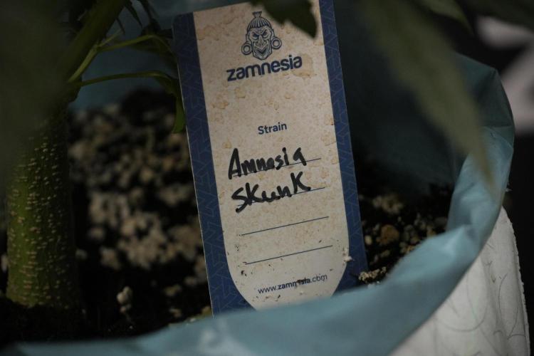 Amnesia Skunk The Zamnesia Way. Week 7 - Amnesia Skunk Defoliation Day