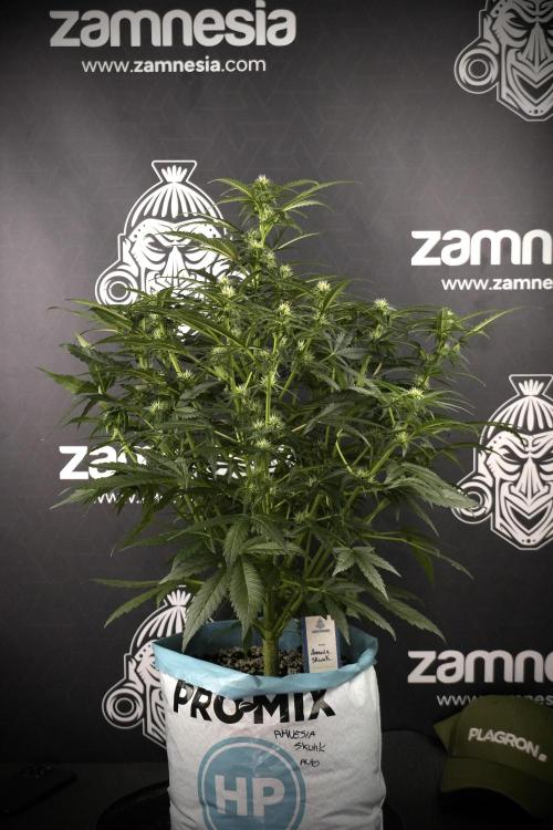 Amnesia Skunk The Zamnesia Way. Week 7 - Amnesia Skunk Defoliation Day