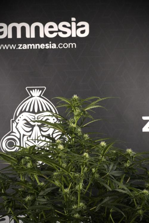 Amnesia Skunk The Zamnesia Way. Week 7 - Amnesia Skunk Defoliation Day