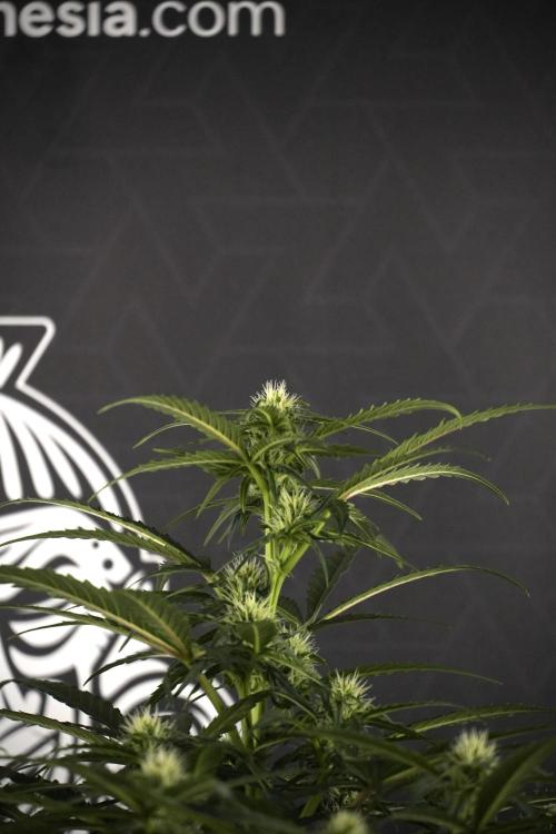 Amnesia Skunk The Zamnesia Way. Week 7 - Amnesia Skunk Defoliation Day