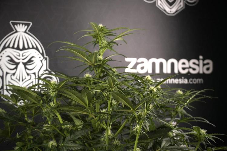 Amnesia Skunk The Zamnesia Way. Week 7 - Amnesia Skunk Defoliation Day