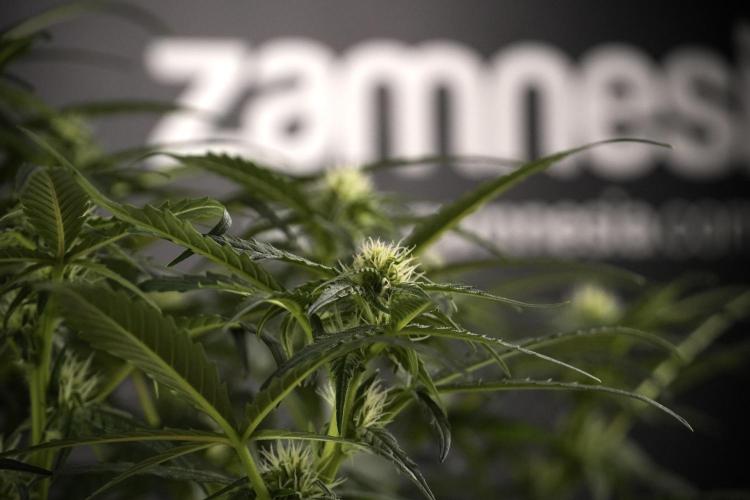 Amnesia Skunk The Zamnesia Way. Week 7 - Amnesia Skunk Defoliation Day