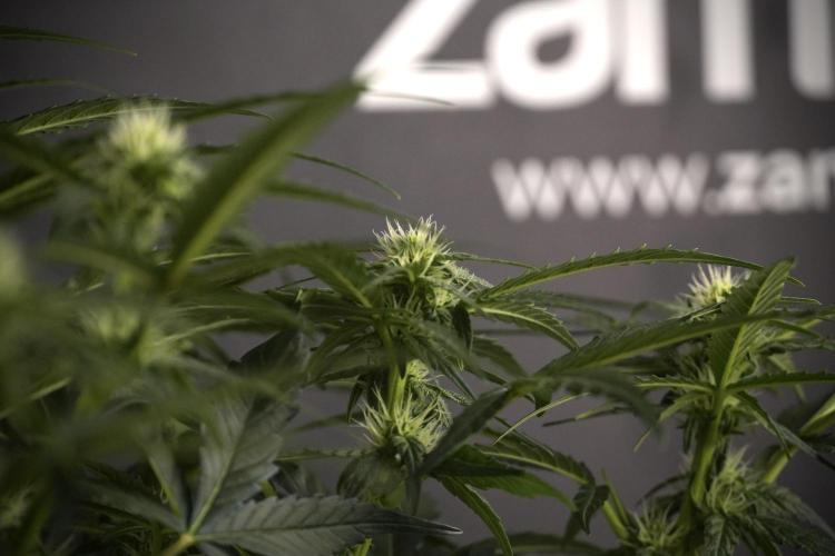 Amnesia Skunk The Zamnesia Way. Week 7 - Amnesia Skunk Defoliation Day