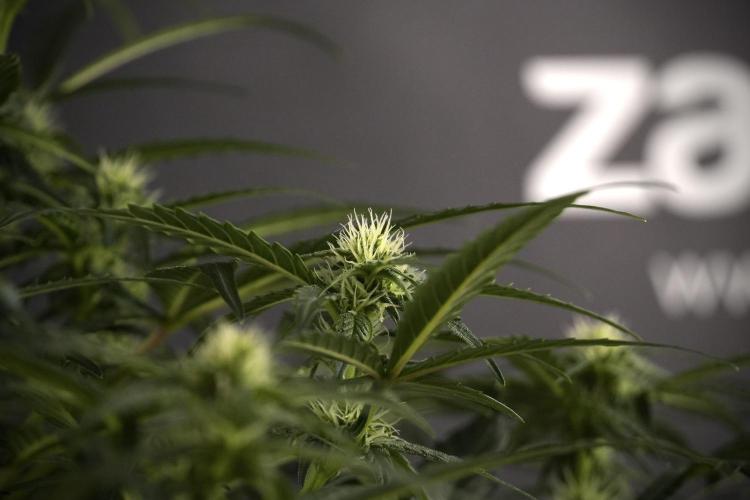 Amnesia Skunk The Zamnesia Way. Week 7 - Amnesia Skunk Defoliation Day