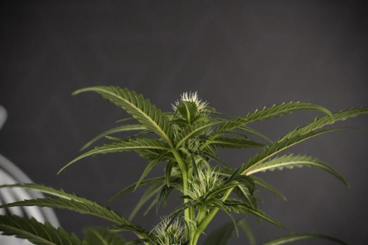 Amnesia Skunk The Zamnesia Way. Week 7 - Amnesia Skunk Defoliation Day