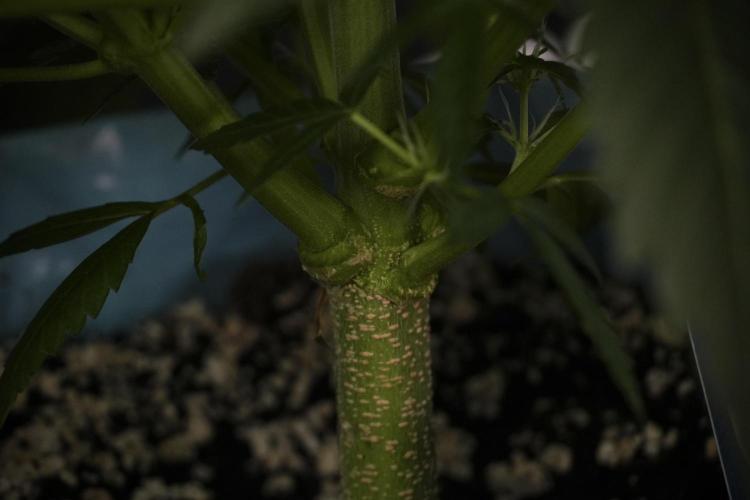 Amnesia Skunk The Zamnesia Way. Week 7 - Amnesia Skunk Defoliation Day