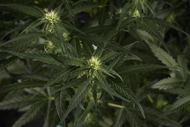 Amnesia Skunk The Zamnesia Way. Week 7 - Amnesia Skunk Defoliation Day