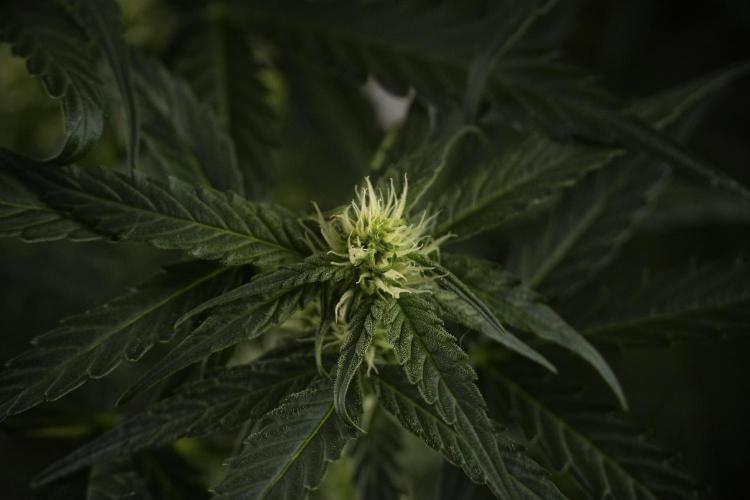 Amnesia Skunk The Zamnesia Way. Week 7 - Amnesia Skunk Defoliation Day